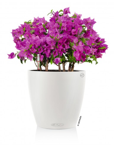 CLASSICO Color - Vaso da...