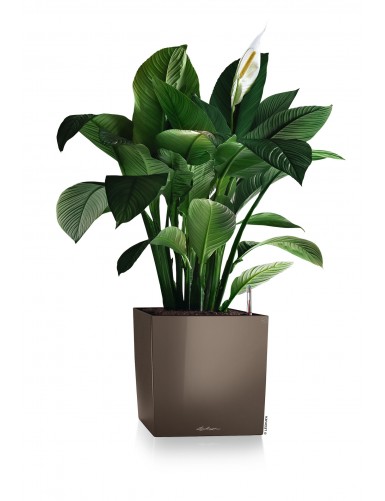 CUBE Premium - Vaso da...