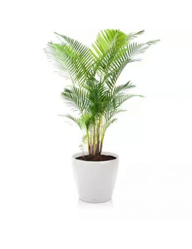 CLASSICO Premium - Vaso da...