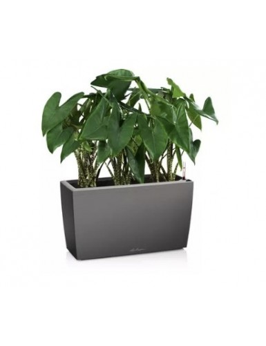 CARARO Premium - Vaso da...