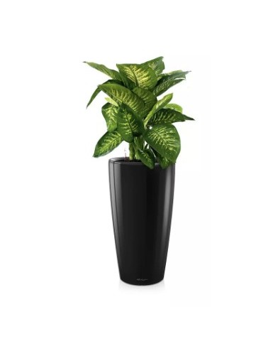 RONDO Premium - Vaso da...