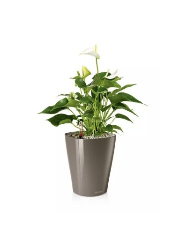 MINI-DELTINI - Vaso da interno