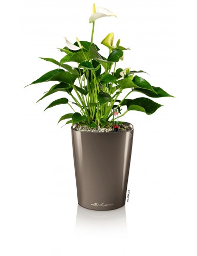 DELTINI - Vaso da interno